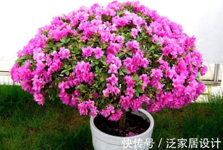 土壤|一款适合家庭盆栽的花卉，比菊花好看，成片栽种则如“映山红”