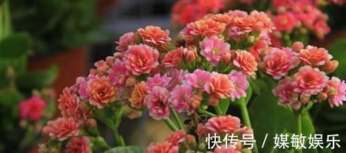 懒人|4种花不能多浇水,少浇水反而不烂根,长得旺,是懒人盆栽的福音