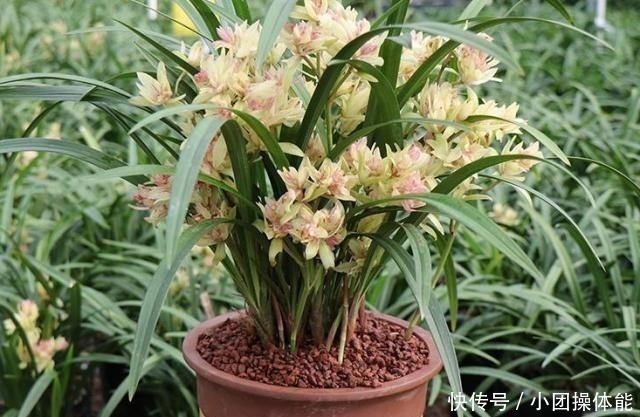 再忙也要养盆它，多瓣奇花自带香气，越冷越爱开，满屋“喷喷香”！