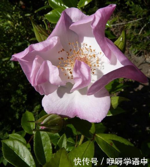 粉色|5款唯美粉色月季。美人如玉粉妆琢,粉色娇羞白如雪。抗病好养