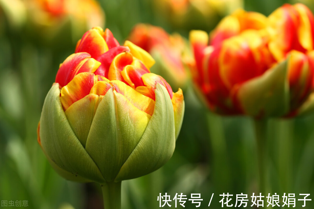 丽格海棠|4种比较难养的花,只有掌握好养护方法,才能枝叶茂盛、花满盆