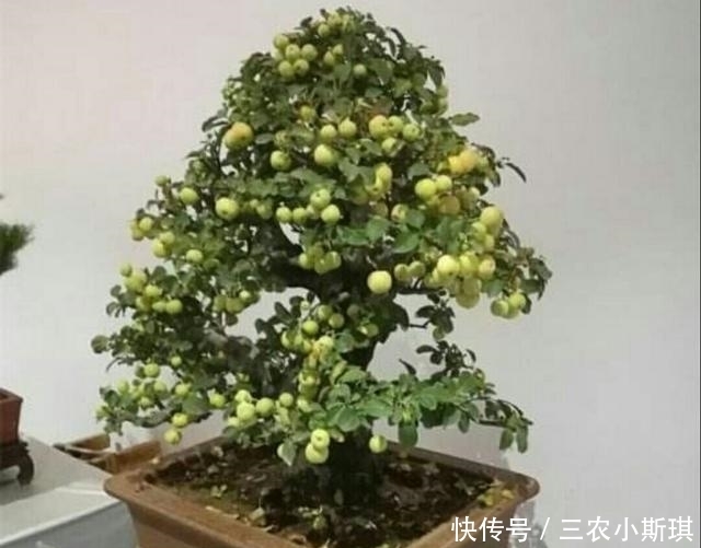 这种植物老桩也可以制作成盆景, 还能结满红色诱人的果子