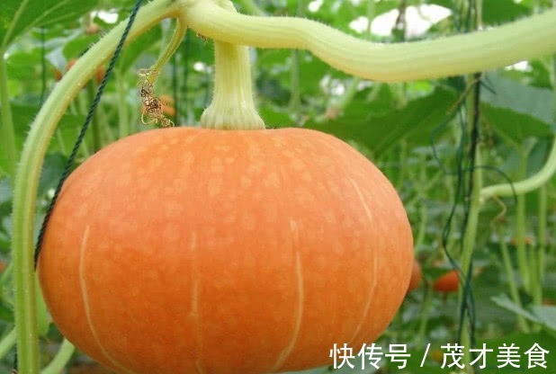 胃病|胃病的“特效药”找到了,坚持常吃,抑菌护胃,效果比“胃药”强