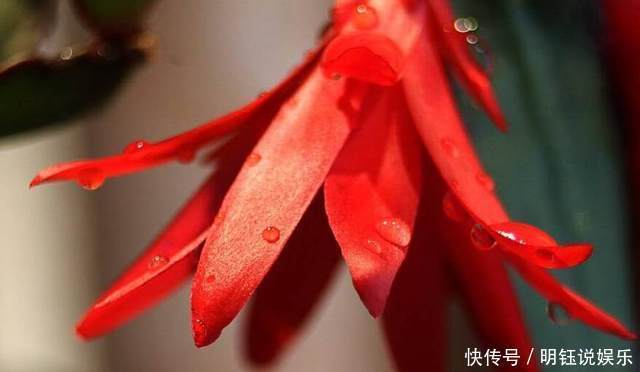 爆盆|公公将蟹爪兰关进小黑屋,花开不断还爆盆,邻居见了都要搬回家!