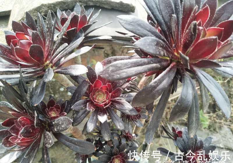冬美人|养多肉不想买土？试试此8个品种，它们可以说是最不挑土的多肉了