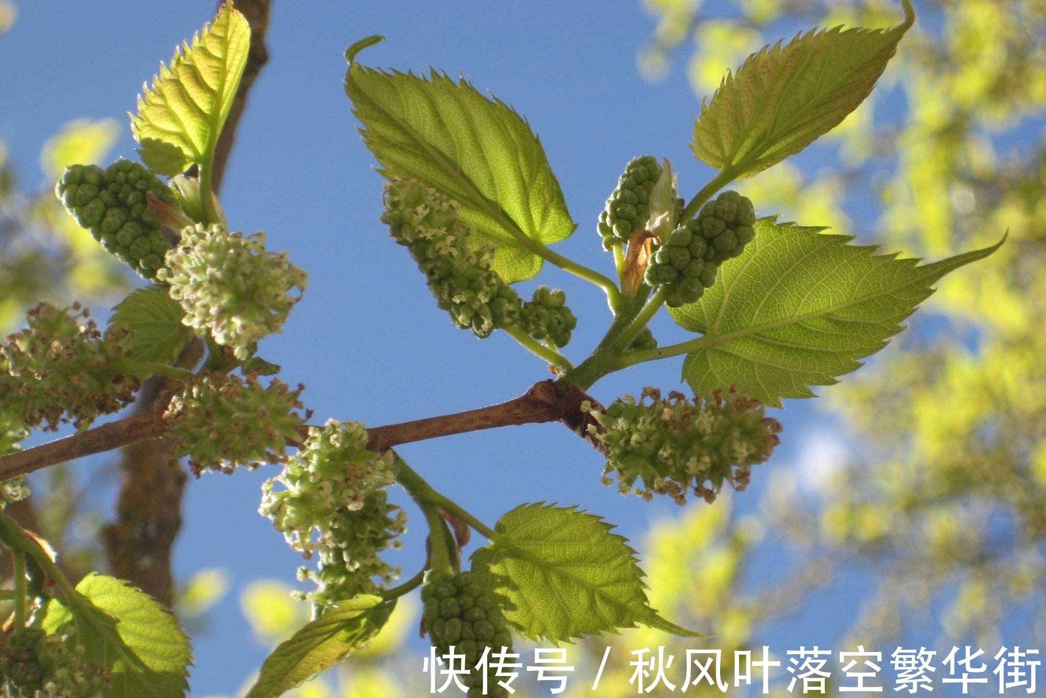 桑树苗|桑树不仅果子能吃,叶子能养蚕,它还有这些有意思的传说