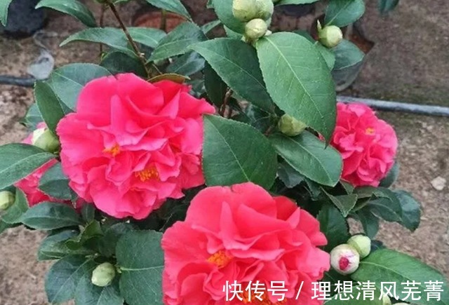 花色|曾一株难求的“红茶花之王”,现在实惠平价!耐寒耐热易打理!