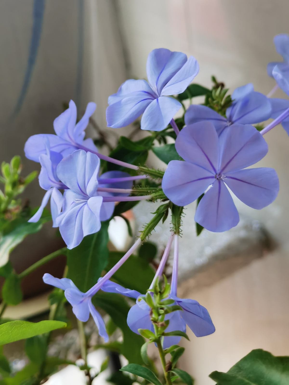 开花|6种花最适合养在南阳台，太阳越大开花越多，阳台很快变花园