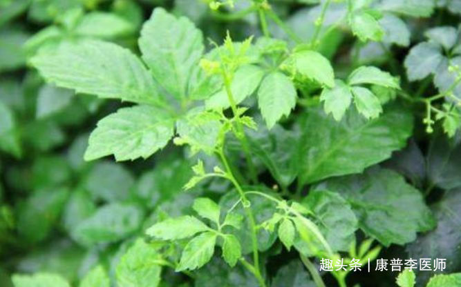 南瓜子|不想身体衰老,多吃的食物,清肝火、清肺热、凉血利尿,不显老