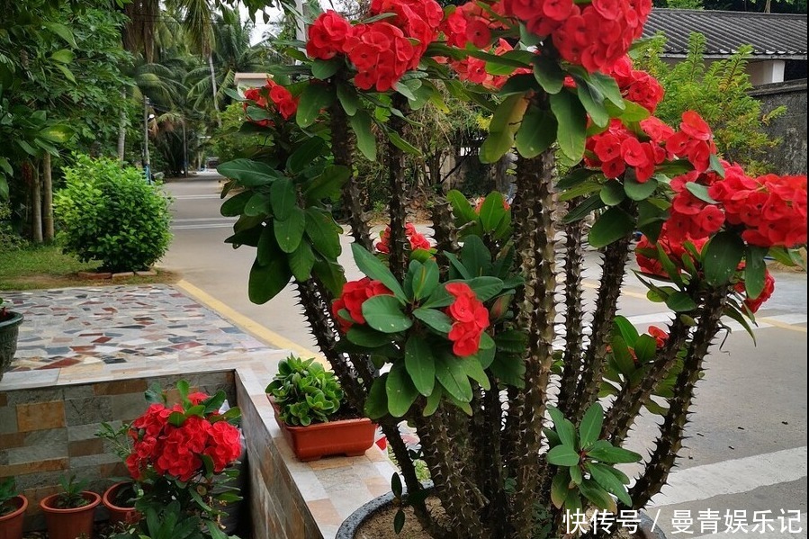 虎刺梅冬天如何养?牢记4点,冬天也能开出艳丽的花儿