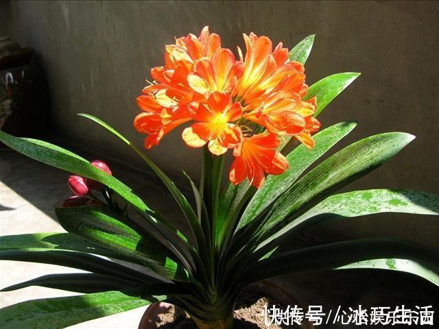 兰科类|君子兰的正确养殖方法,不要再乱养君子兰了进来看一下正确方法