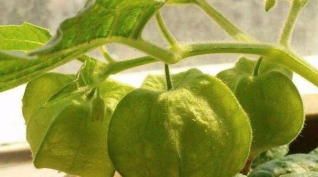 灯笼草|咳嗽,咽喉痛农村一种野果,好吃还治病