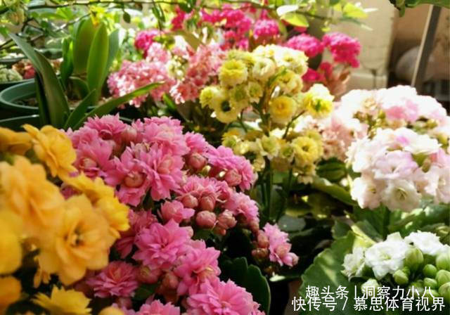 想长寿花多冒苞,土里埋下这“两料”,蹭蹭窜芽,开出层叠群花