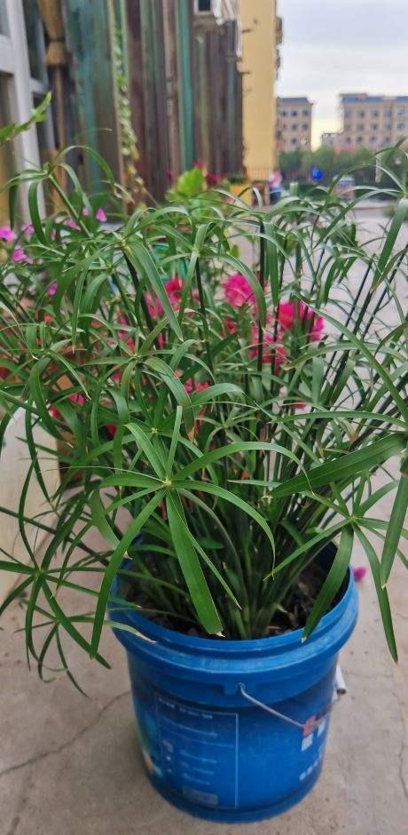 河边常见的3种草，现在都成了网红绿植，养护起来超简单