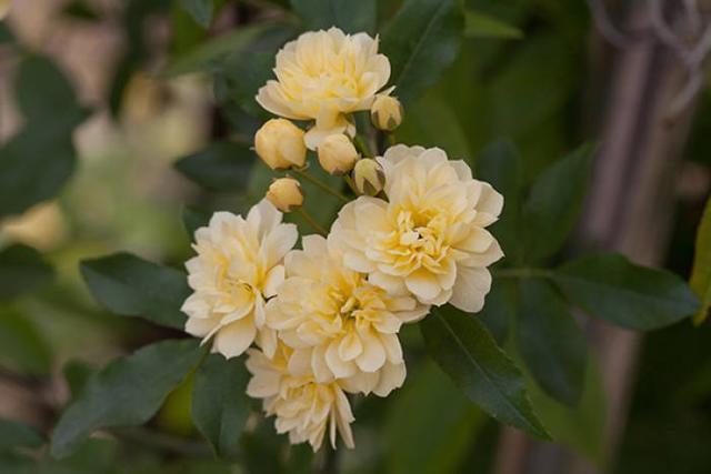 黄木香也能爬藤，长得好看还好养，阳台养上一颗最合适了