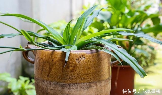 卧室就养4种花,“养人”又养气,不是没有道理!