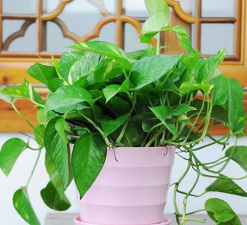  环境|几种非常耐阴的植物，漂亮又好养，想养不活都难！