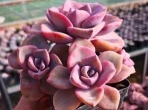 多肉彩虹糖，精致版的紫乐，容易上色喜欢群生，新手也可以放心养