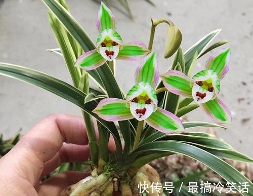 香祖|兰花珍品——矮种帝王妃,花色独特,花香馥郁,适合新手收藏