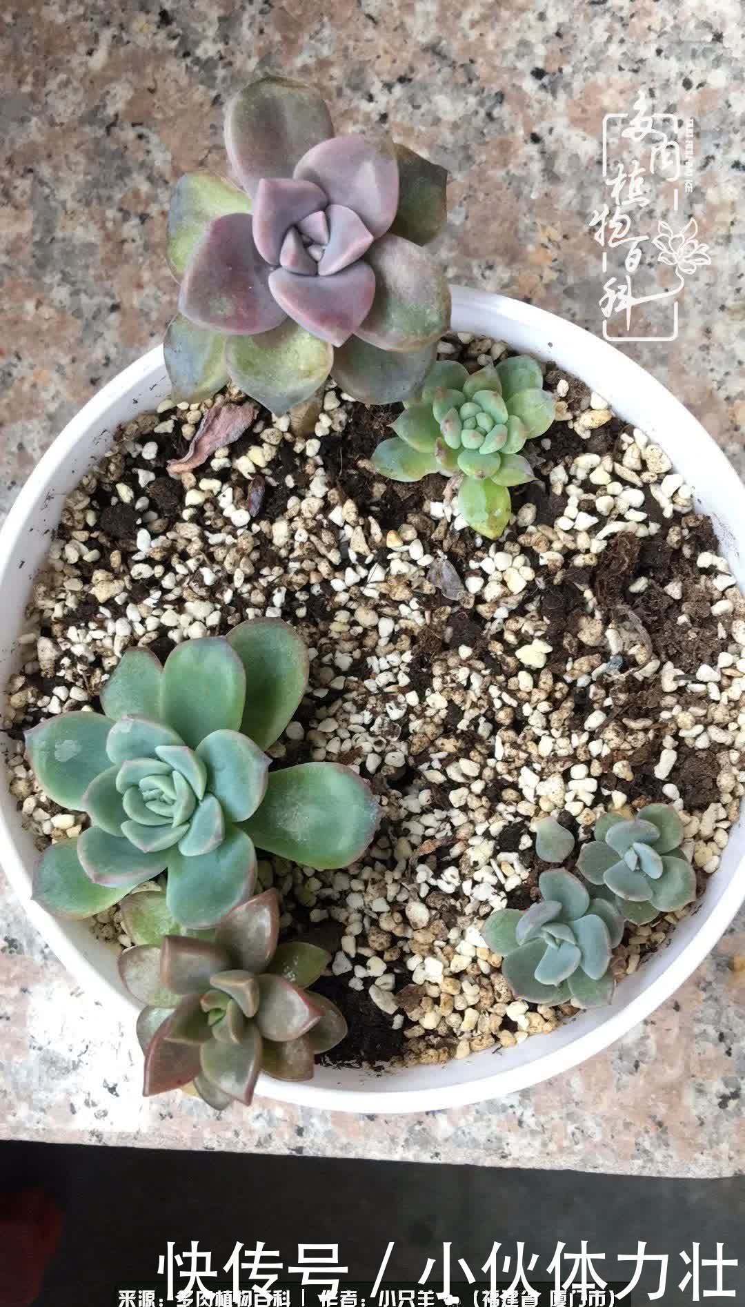 多肉,似星辰大海般的璀璨!