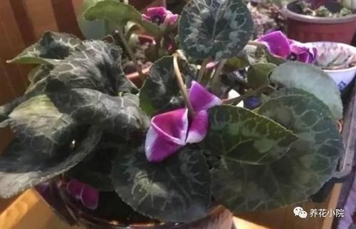 买回仙客来,按照这种方法养,年年开花满盆