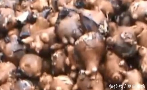 農(nóng)村一種植物,與艾草相似,被稱為“天下第一草”