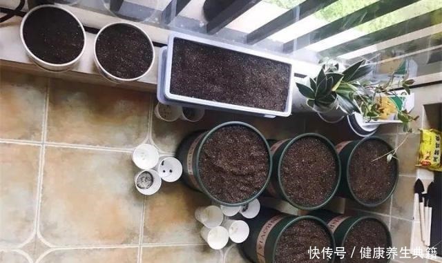 养花不生根赶紧塞团卫生纸,大白根蹭蹭冒!养花不生根赶紧塞团卫生纸,大白根蹭蹭冒!