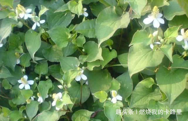 鱼腥草|女性常用此物泡水喝，杀菌消炎，去除异味，皱纹淡了，远离妇科病