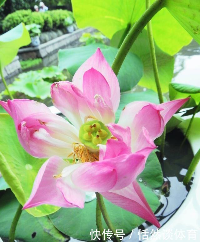 5种“药”,过期也不要扔,兑水浇花,保花不生“虫和病”