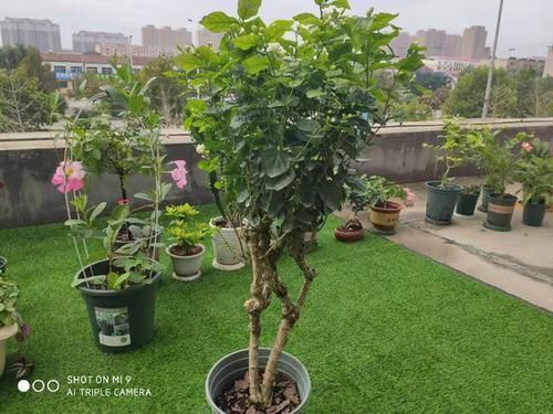 天下第一香,茉莉老树桩,轻松养成茉莉树,高端典雅大盆景