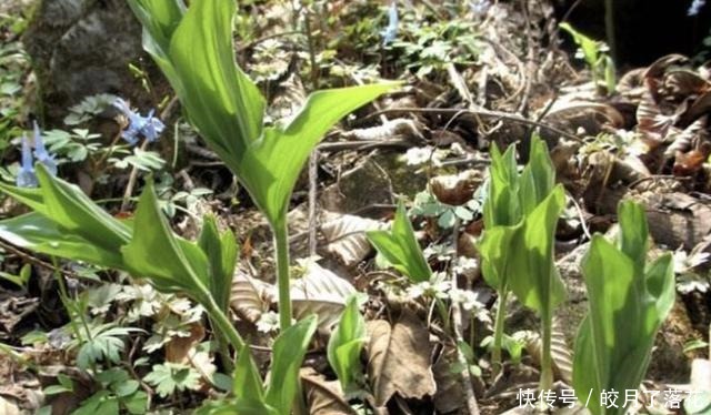 树下生长的“野草”，如今一斤10块钱都买不到，成了“高档菜肴”