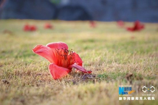 福建泉州：古城春意盛 花开红似火