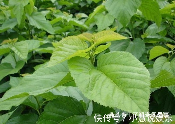 桑叶|此种叶子霜打后,农民称为“神仙叶”,一年采一次,错过要等明年