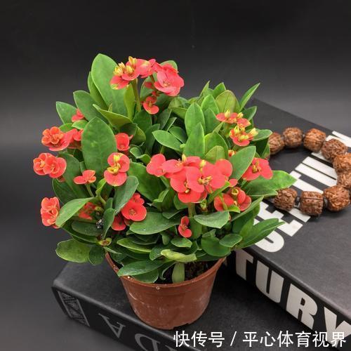 花卉|养花不能太勤快,这些懒人花,小盆种少浇水,越长越美!