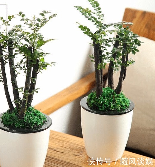 原来有钱人家都养这个花,镇宅,招财,这可是“帝王之木”