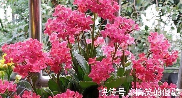 养花|家里养花,就选这几种,一年四季不用管,给点阳光就开花