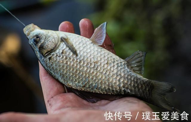钓鲫鱼时出现两大特征,立即改钓底为钓浮,新手爆护也不难