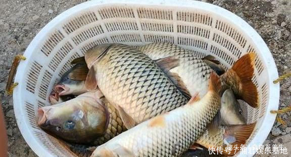 可惜|它曾是“四大名鱼”之一,想吃靠运气,如今5元一斤没人买,可惜