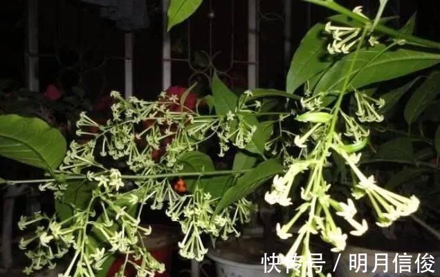 老花农|这种花比桂花香,比茉莉好闻,家里养一盆,能薰一室香