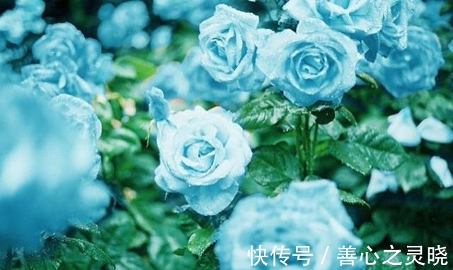 水瓶女|1月，出门遇桃花的4大星座，将与良缘牵手，续写爱情故事