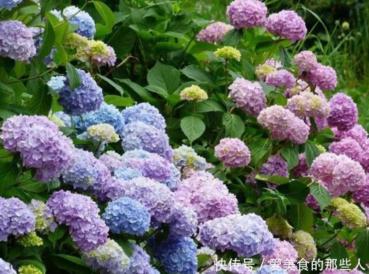 天竺葵|3种花爱开花,好养易打理,花色柔美,花朵烂漫迷人,美爆了