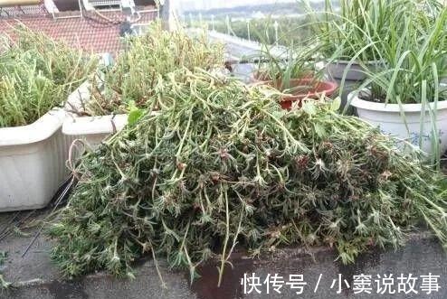 金枝玉叶不能长太高,越矮越值钱,一长高就砍!