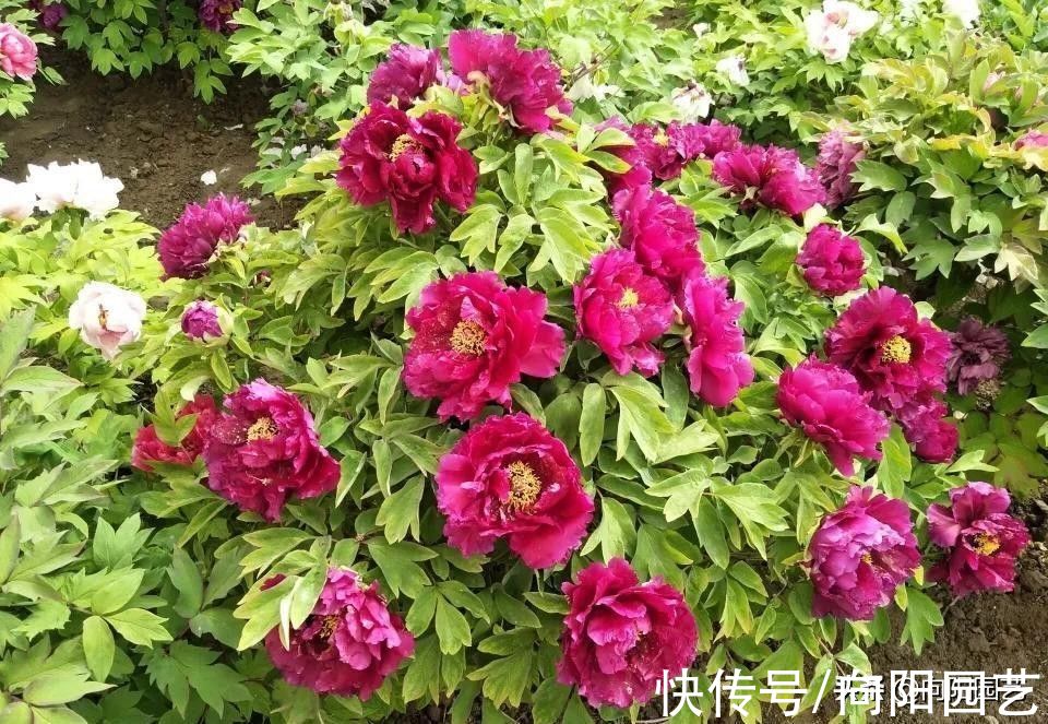 块根|喜欢牡丹花，一定要在秋季栽种，栽种时机把握好，明年就开花