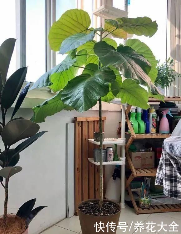 琴叶榕|大叶子耐阴花，室内一定养，叶子比脸大，真凉快