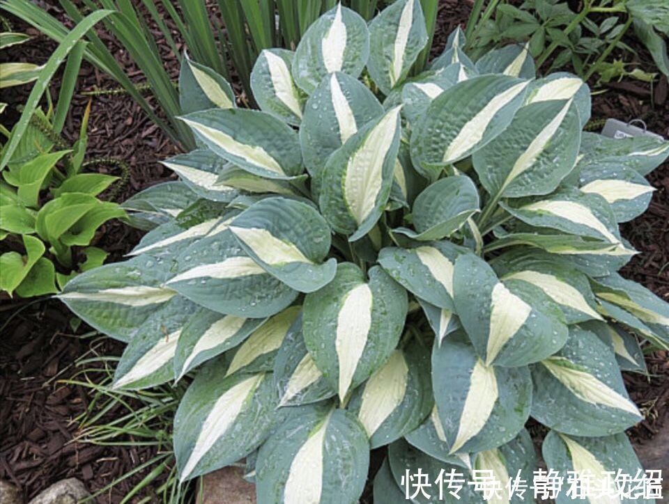 冬天“装死”的4种花,过冬不用管,明年早早就“开花”