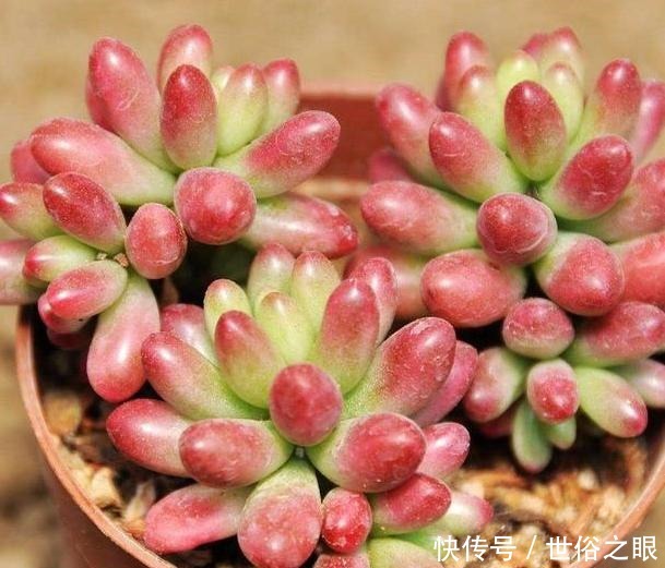 养多肉,一到夏季就徒长、黑腐、化水谨记3点保管枝叶繁茂