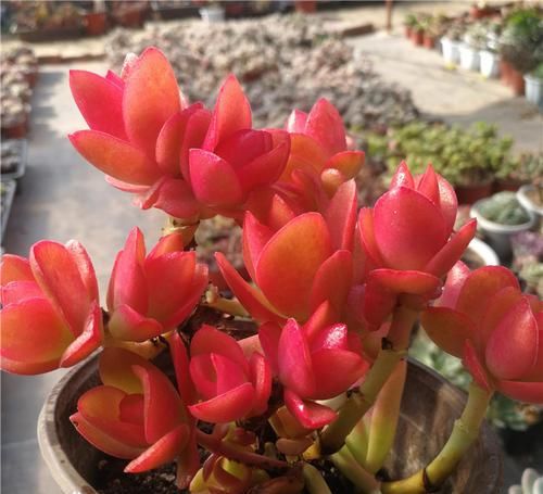 老桩|养了2年的多肉不长个?掌握1个技巧,上色美易爆头,长成群生老桩