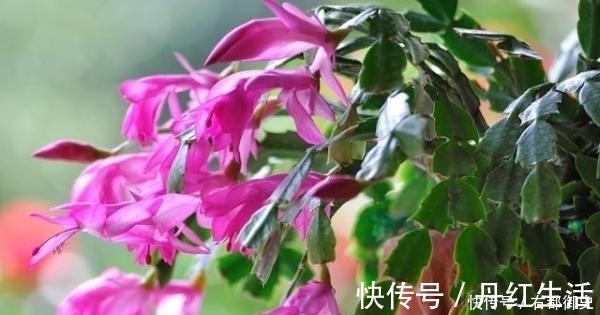 冬天蟹爪兰长不好?花盆里放点它,暖冬给你一个惊喜!