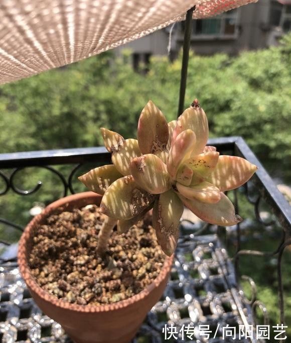 冬季养多肉，“禁区”要知道，老手分享经验，新手养肉不发愁