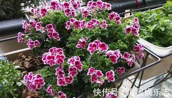 套路|天竺葵在夏天，走3个“套路”不怕休眠，养成花球，满阳台都是